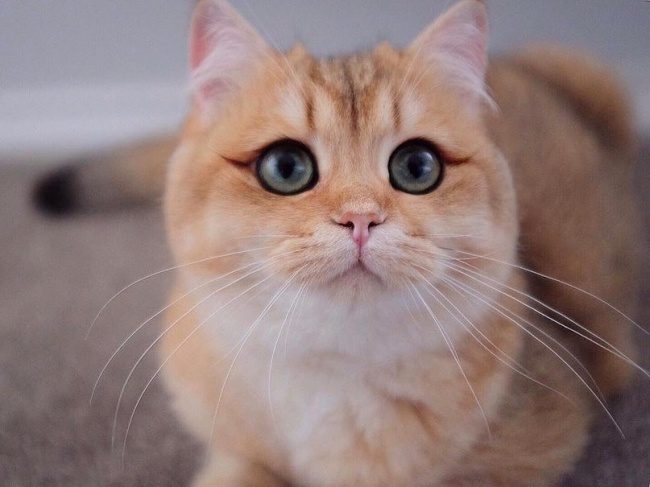 Животные, в которых вы узнаете себя