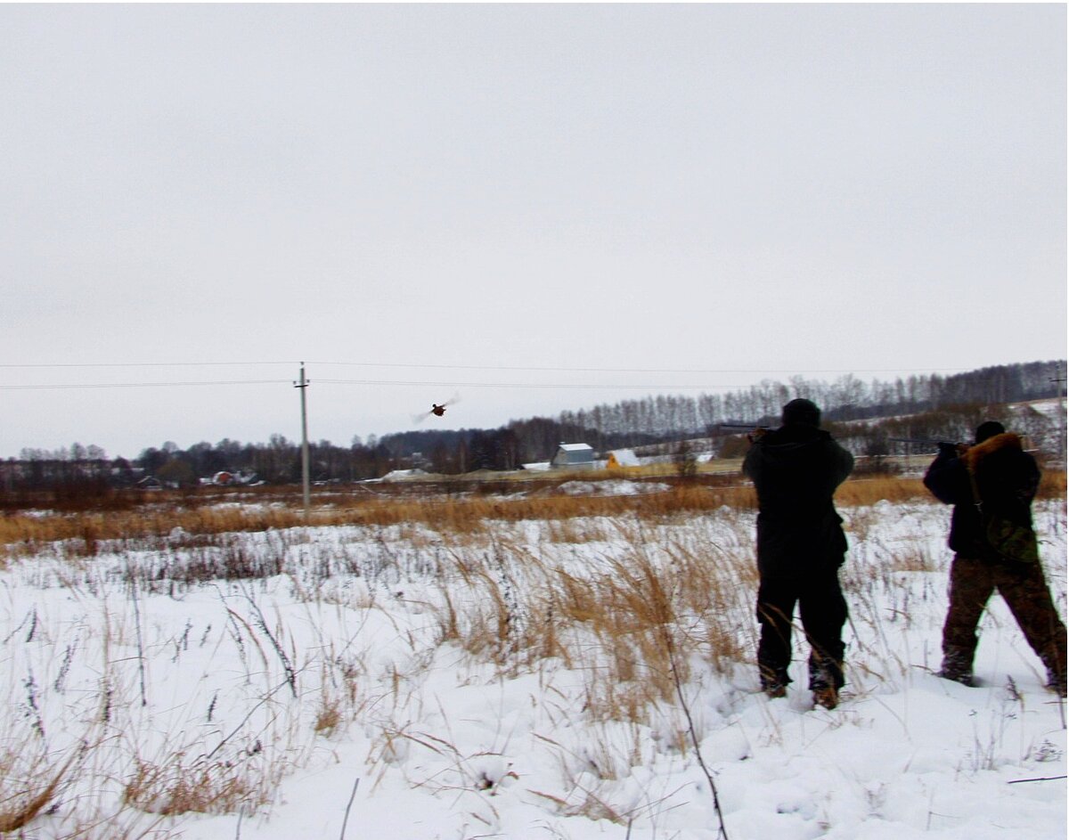 Тетерев на лунках