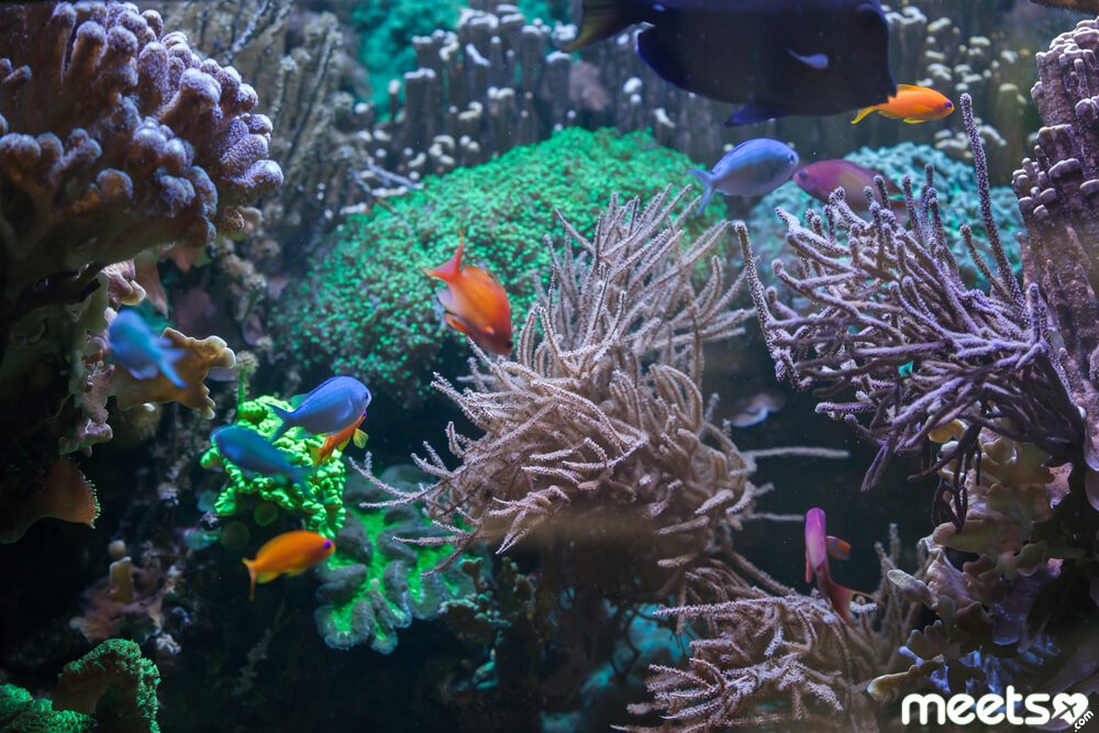 the Great Barrier Reef