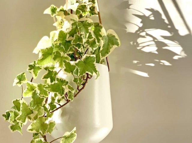 Английский плющ (Hedera helix). © indoorplantguides  
