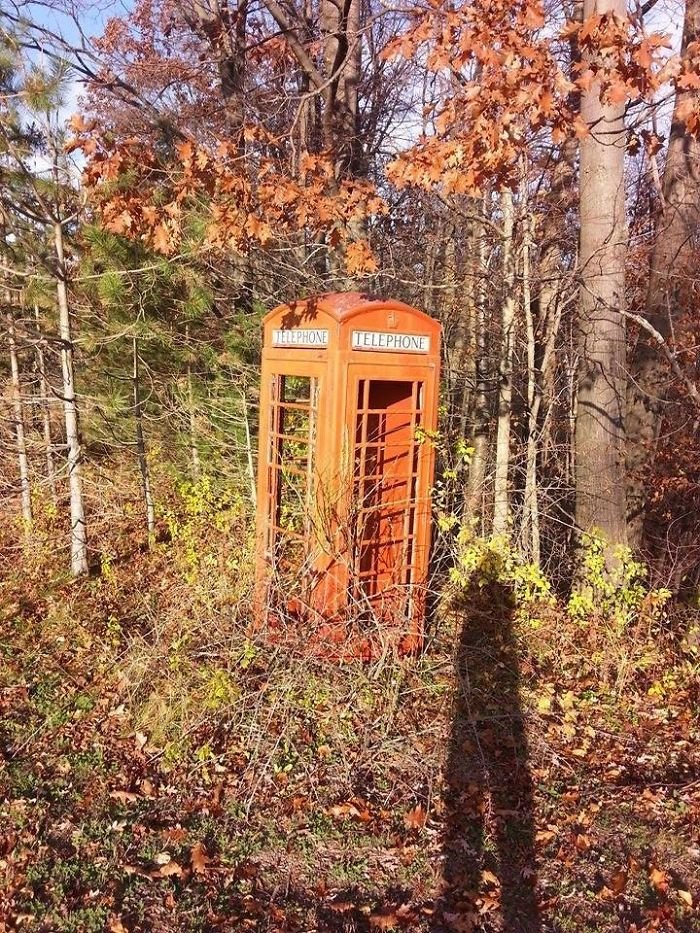 Фотографии, на которых люди нашли что-то интересное в лесу лес,мир,путешествие