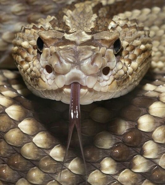Раздвоенный язык выполняет функцию носа. С его помощью гремучие змеи определяют запахи вокруг.