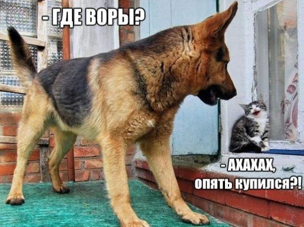 Картинки с приколами и надписями про собак, открыткой