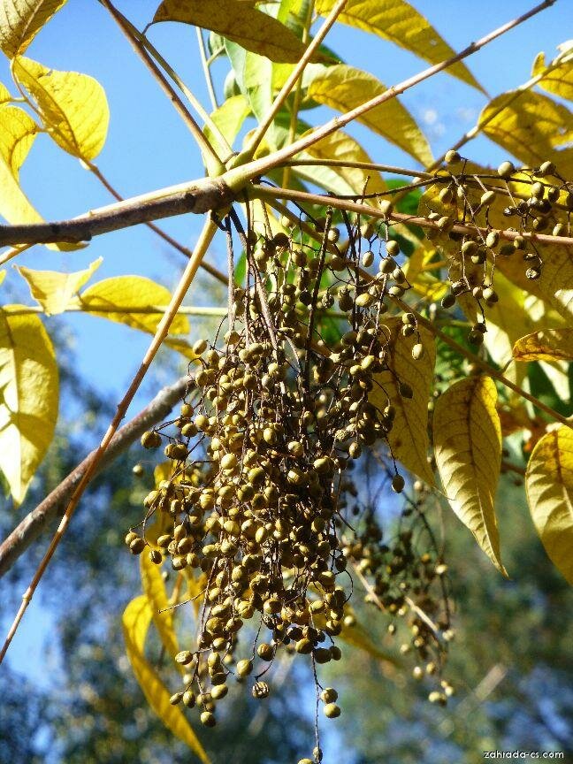 Вот это деревце, которое открывает путь к вечному блаженству: Toxicodendron vernicifluum