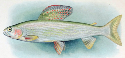 Какие рыбы обитают в озере Байкал?