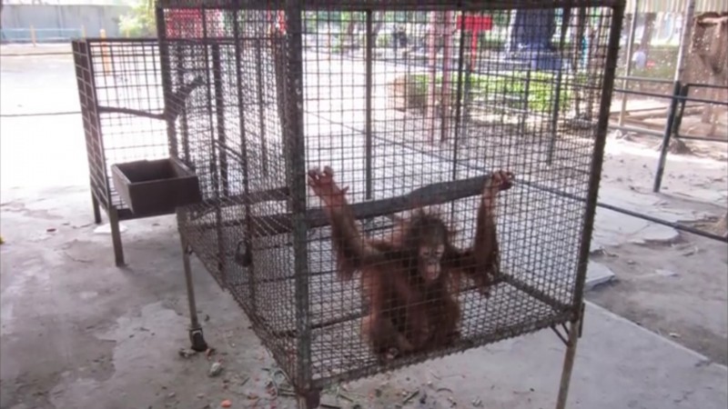 Это место считается ″самым жестоким зоопарком в мире″, и именно поэтому его нужно немедленно закрыть животные,зоопарк,Индонезия