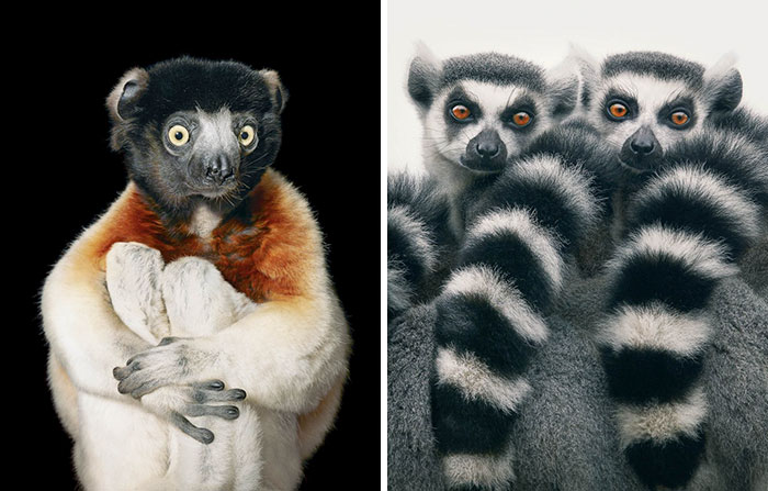 Ring Tailed Lemur