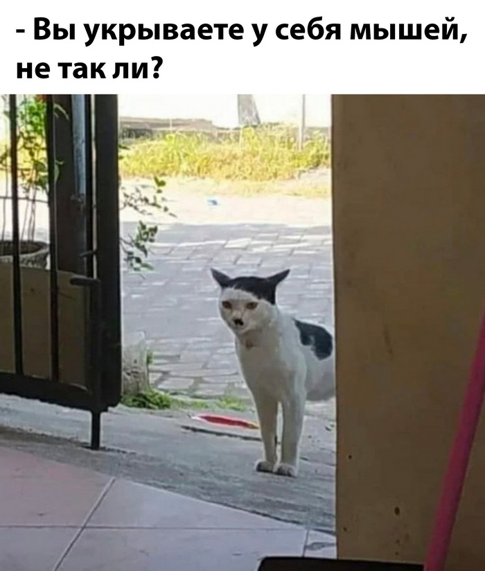 Смешные комментарии из соц.сетей и всякие веселые картинки со смешными надписями 