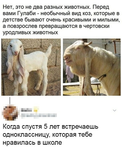 Очень веселые картинки смешные картинки