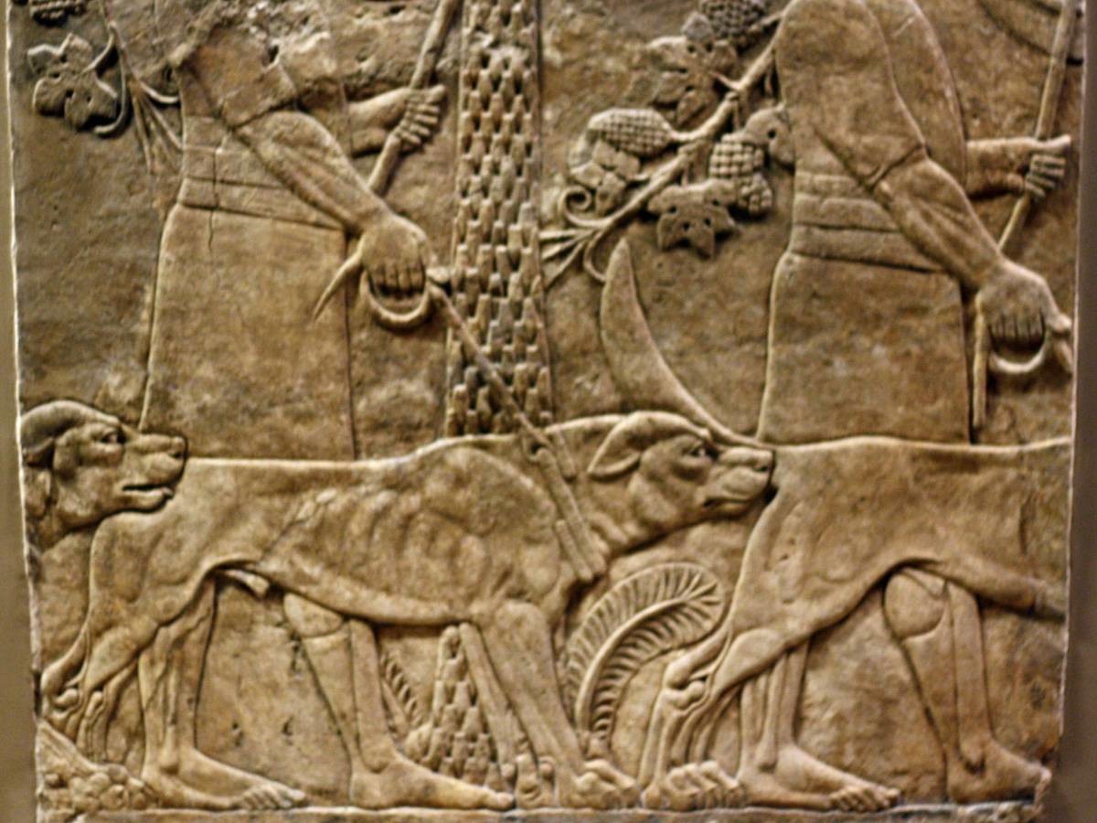 Четвероногий воин: история боевых псов Четвероногий воин: история боевых псов история,прикол