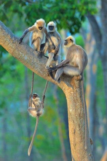 Фотография: Самые смешные фото диких животных от финалистов Comedy Wildlife Photography Awards 2020 №38 - BigPicture.ru