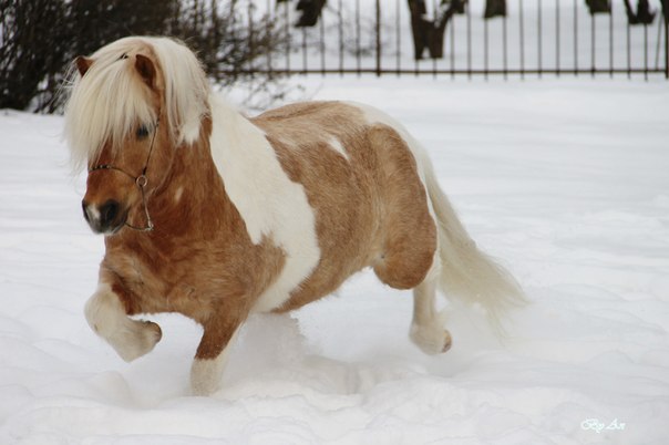 Плюшевые шетлендские пони — удивительные мохнатые лошадки Плюшевые шетлендские пони — удивительные мохнатые лошадки картинки