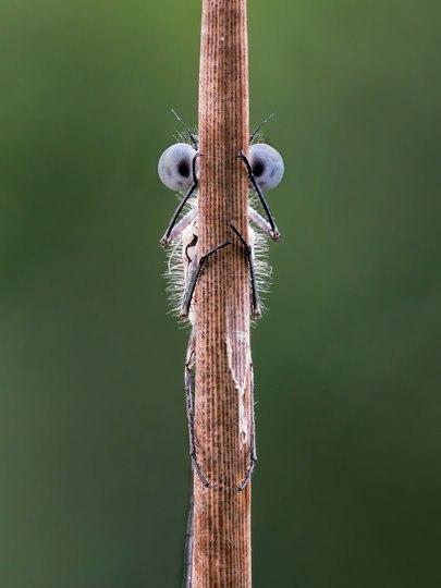 Фотография: Самые смешные фото диких животных от финалистов Comedy Wildlife Photography Awards 2020 №40 - BigPicture.ru