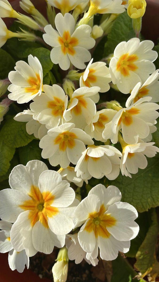 Какие цветы посадить на кладбище: 10 многолетних неприхотливых в уходе растений сажать, лучше, можно, растение, цветут, любит, только, хорошо, грунт, почву, всего, растения, когда, цветы, почвы, Также, посадить, после, апреля, почва