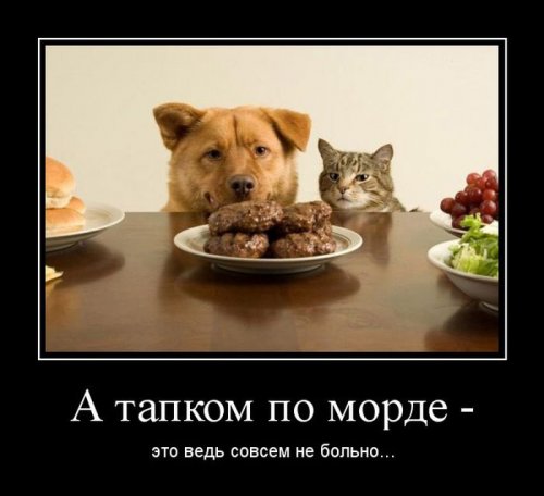 Порция демотиваторов