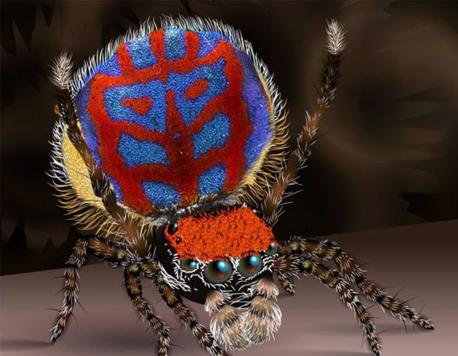  Паук-скакун Maratus Bubo