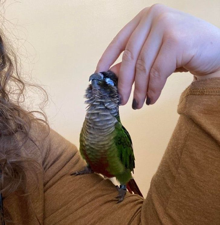 18 доказательств того, что попугаи тоже ласковые котики, только с перьями