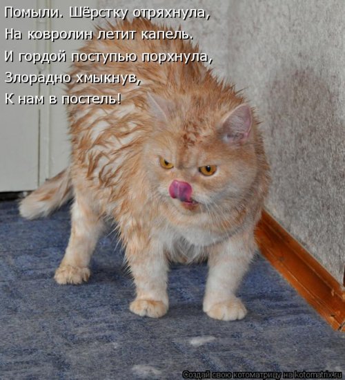 Новая котоматрица (21 фото)