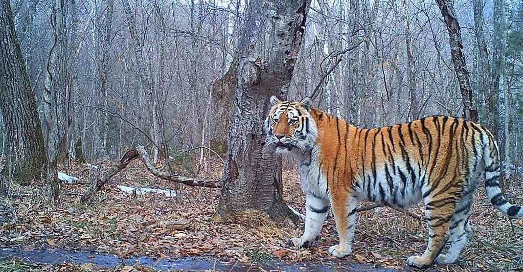 Южное Приморье — заповедник «Лазовский» Владивосток