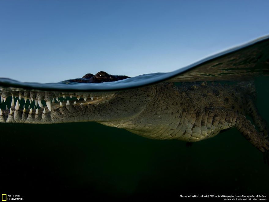 Острорылый крокодил у архипелага Хардинес-де-ла-Рейна, Куба.