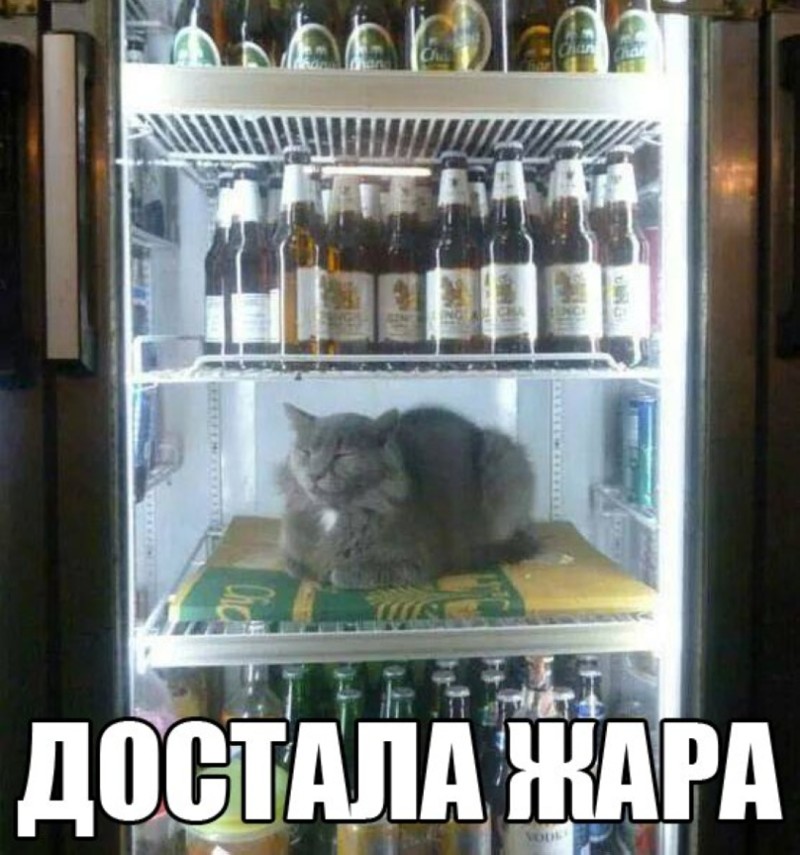 как тот юморные картинки про жару холода