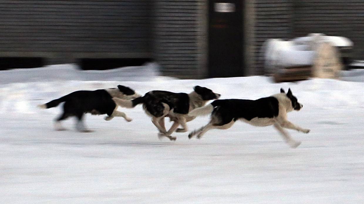 Депутат Госдумы Валуев объяснил, что делать ребенку при нападении бездомных собак Депутат Госдумы Валуев объяснил, что делать ребенку при нападении бездомных собак Общество