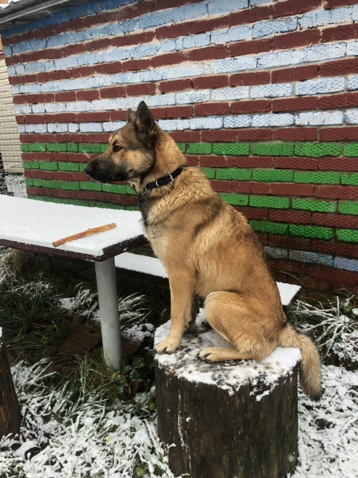 пес во дворе