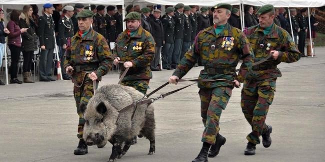 Пингвин Нильс Олаф и еще 4 экзотических животных-талисманов армий мира Пингвин Нильс Олаф и еще 4 экзотических животных-талисманов армий мира животные,интересное,курьезы,природа