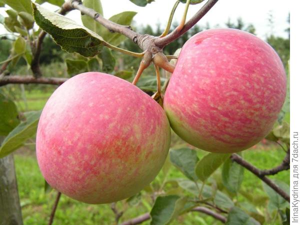 Сорт Конфетное (Фото с сайта allgardening.ru)