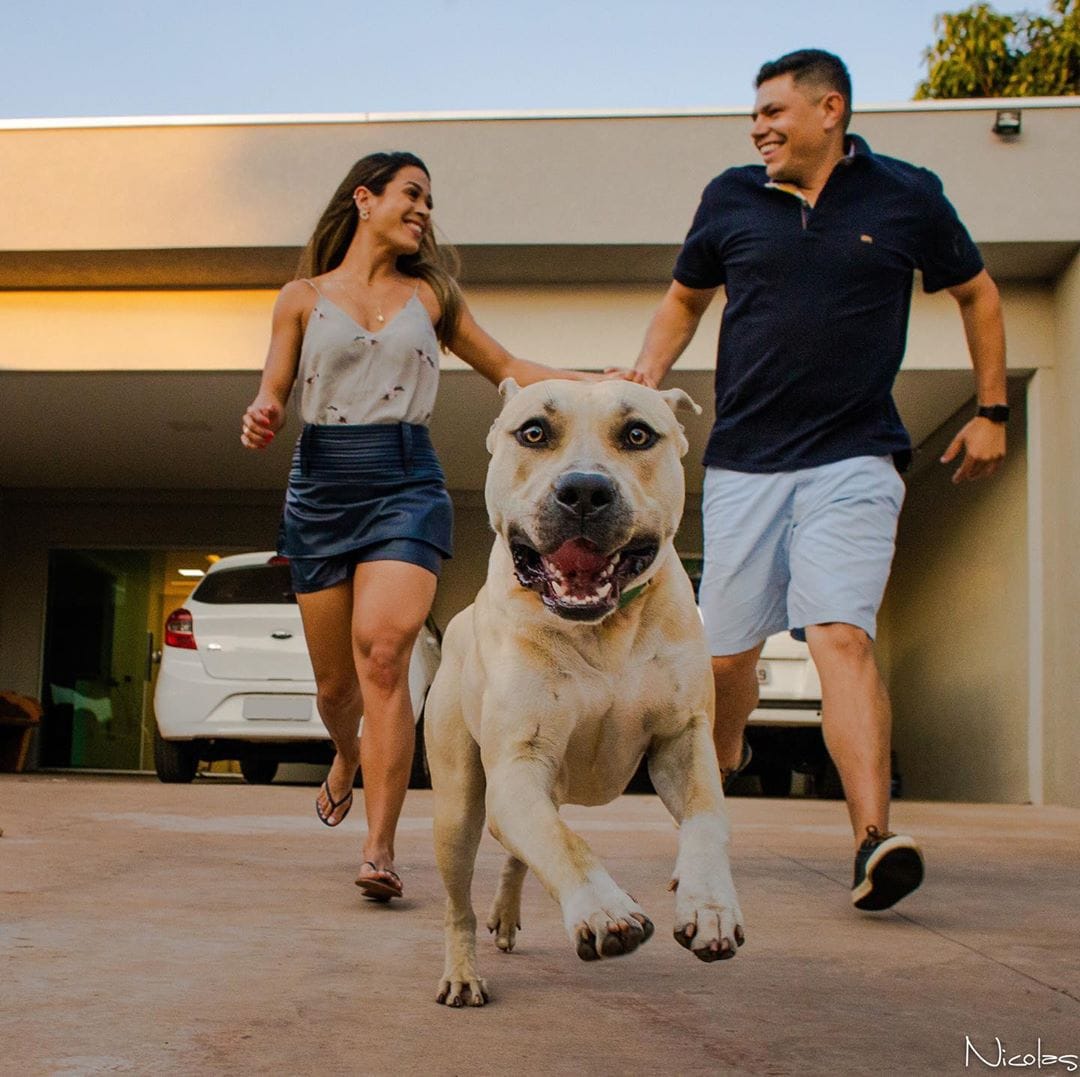 пес с хозяевами