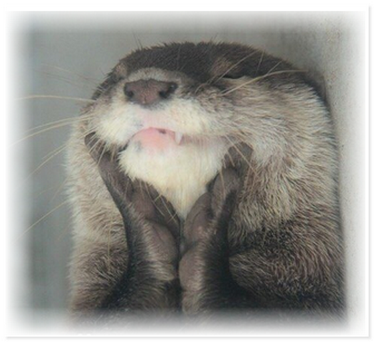 Улыбающиеся животные дарят минутку позитива людям Улыбающиеся животные дарят минутку позитива людям не всё так грустно