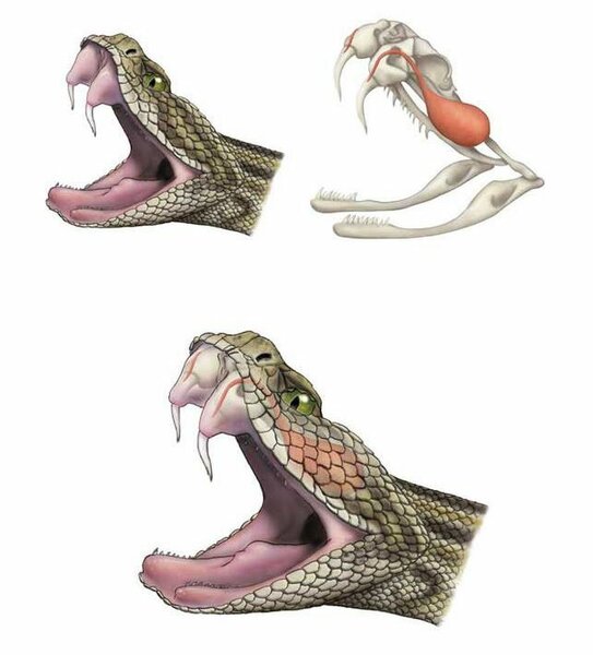 Схема работы ядовитых желез. Яд выделяется через отверстия в зубах.