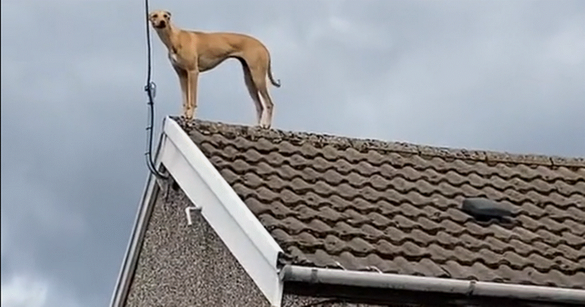 (Видео) Собака Люрчер появлением на крыше дома удивила прохожих
