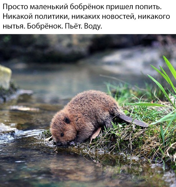 Прикольные и забавные фотографии с надписями из сети