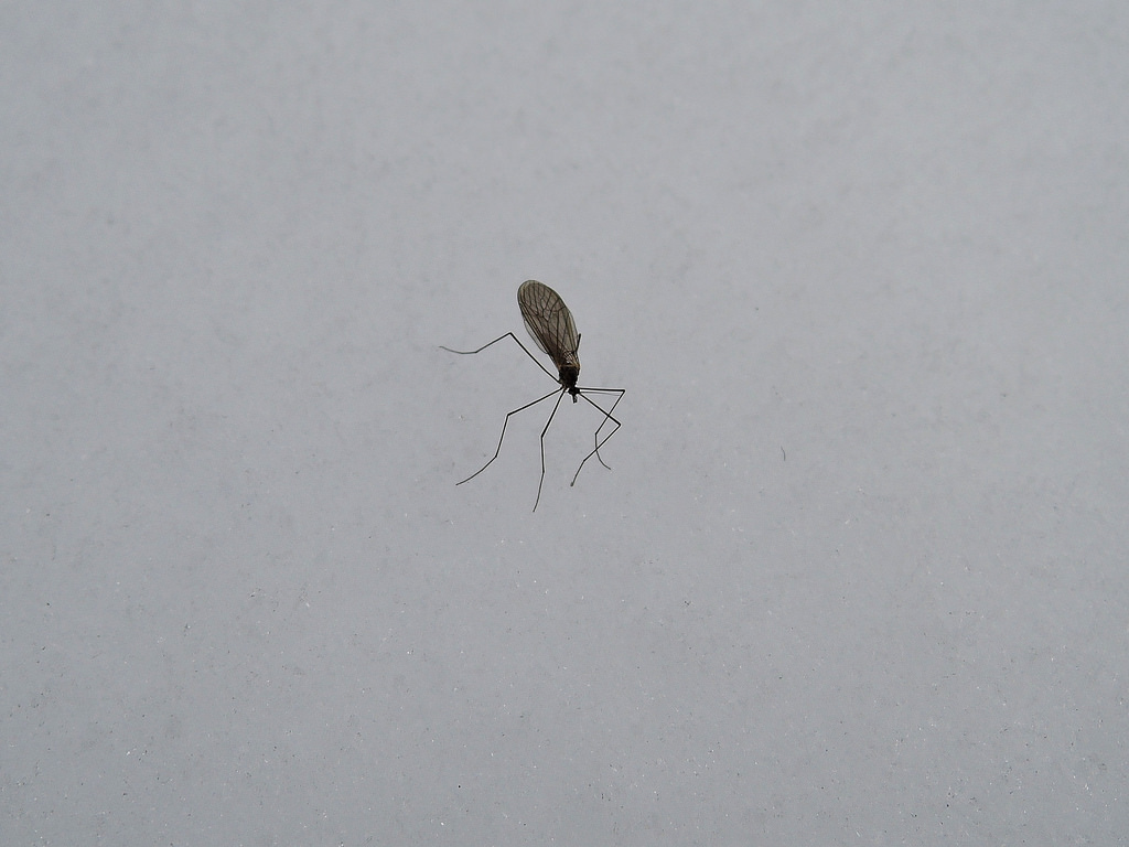 Зимой дома появилась муха. Комар. Жук в снегу. Снежный комар. Черные жуки на снегу.