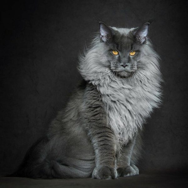 Американская енотовая кошка Maine Coon