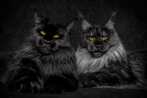 Американская енотовая кошка Maine Coon