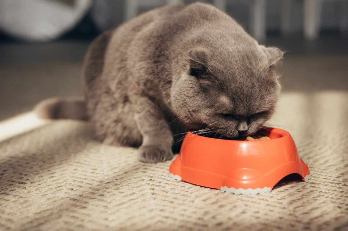  happypurr.com.