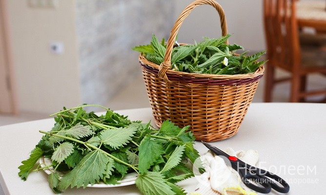 Крапива – съедобная весенняя трава