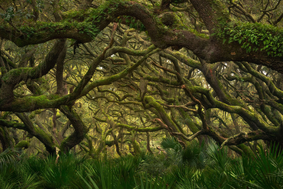 Живописный лес на побережья острова Камберленд