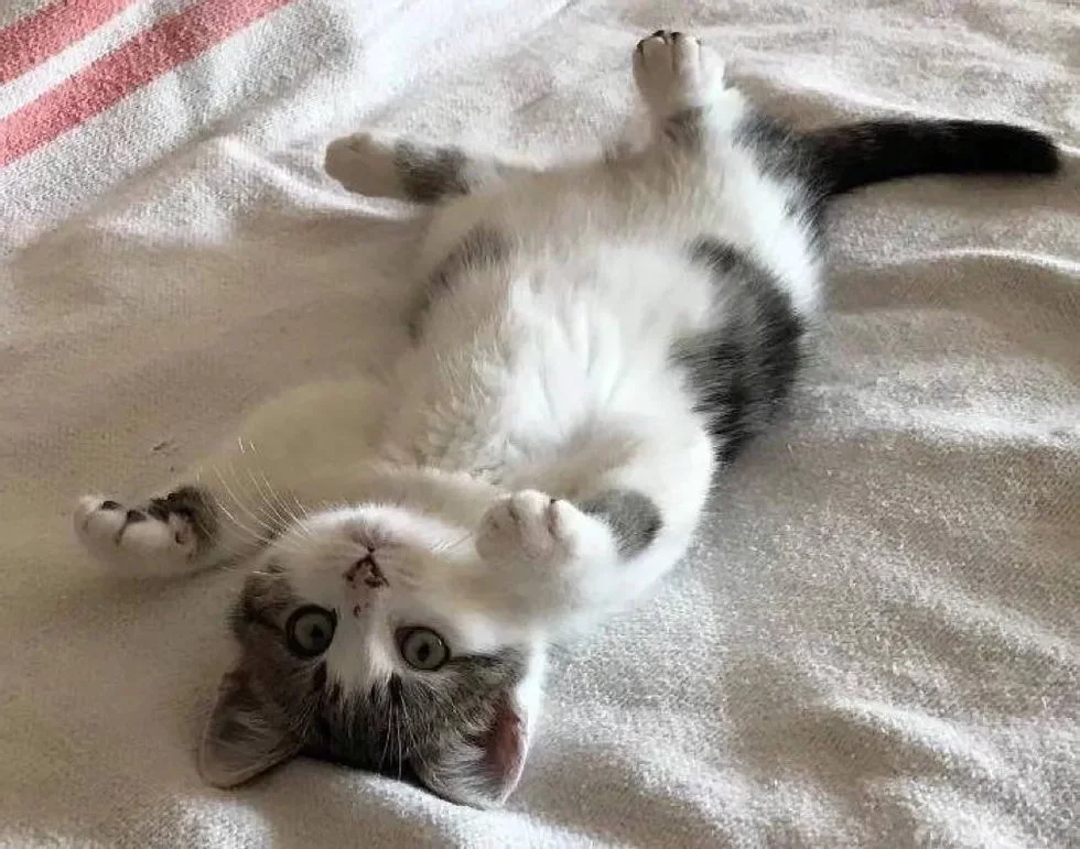 Без кота и жизнь не та