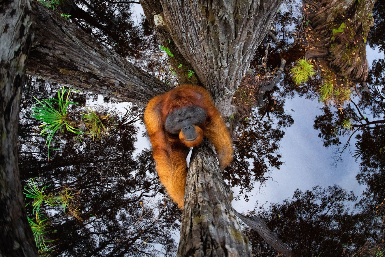 Орангутанг на дереве