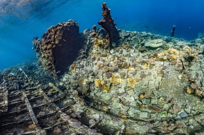 15 подводных фотографий, названых лучшими жюри конкурса «Фотограф года» 15 подводных фотографий, названых лучшими жюри конкурса «Фотограф года» природа,фотография