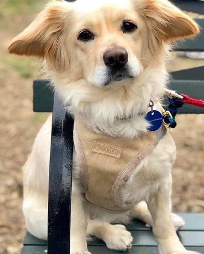 Собака грустит