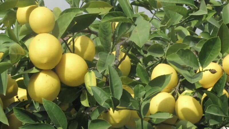Лимон очень благодарное растение. Фото: из открытых Интернет-источников