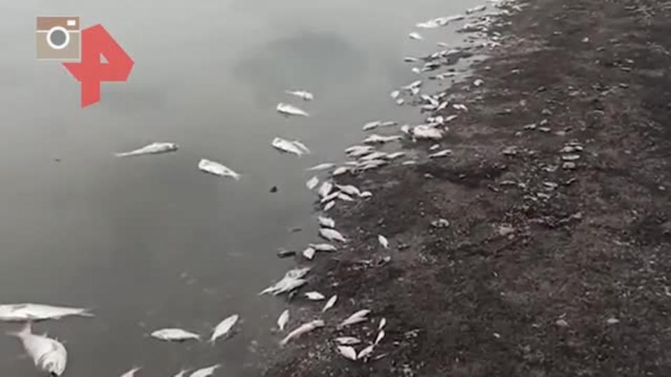 Массовую гибель рыбы зафиксировали на Кубани