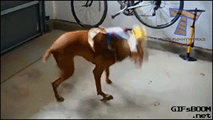 Прикольные и веселые гифки 