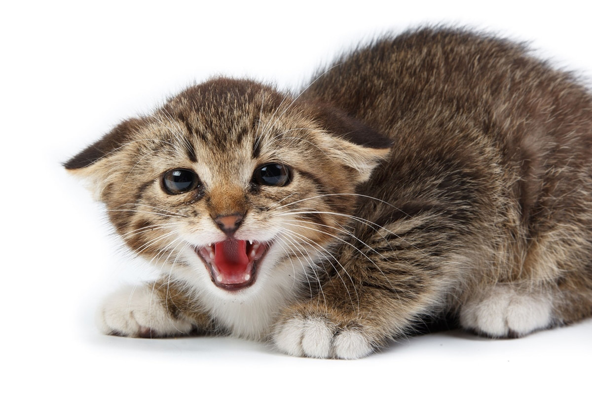 Язык кошек: переводчик с кошачьего домашние животные