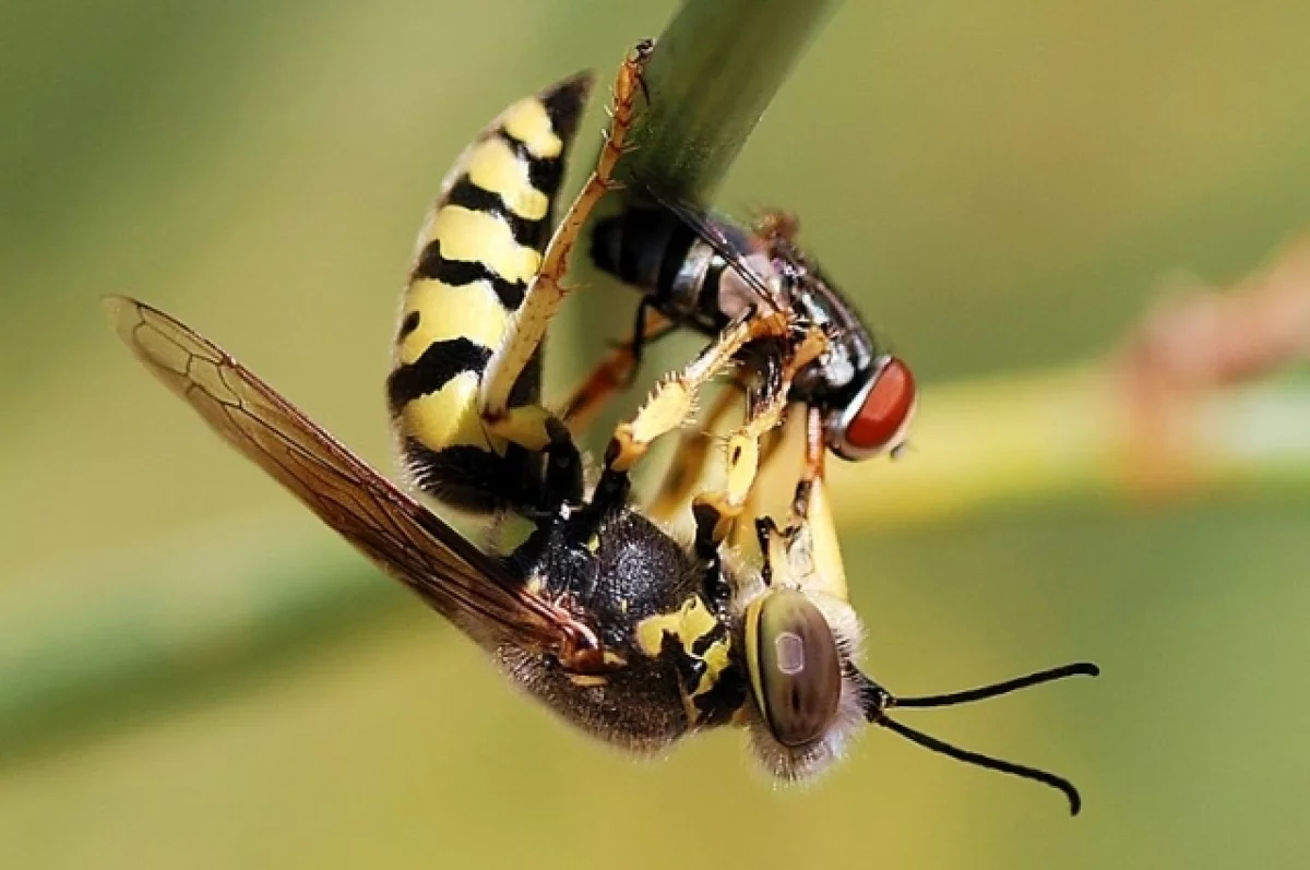 Ученый Карцев раскрыл, опасны ли гигантские осы, атаковавшие Подмосковье