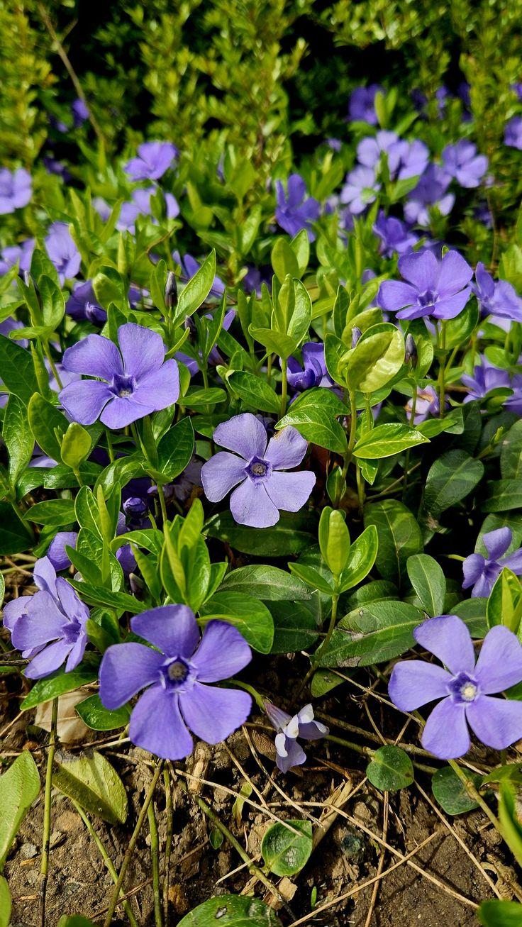 Какие цветы посадить на кладбище: 10 многолетних неприхотливых в уходе растений сажать, лучше, можно, растение, цветут, любит, только, хорошо, грунт, почву, всего, растения, когда, цветы, почвы, Также, посадить, после, апреля, почва